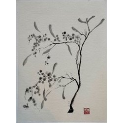 1_Mimosa-30x40-cm-
