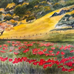 Champs de Coquelicots-40x31