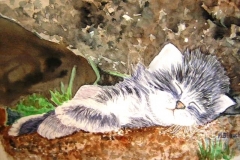 Chaton Gris