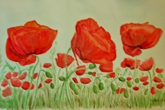 Coquelicots