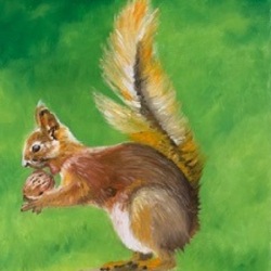 Ecureuil-50x60